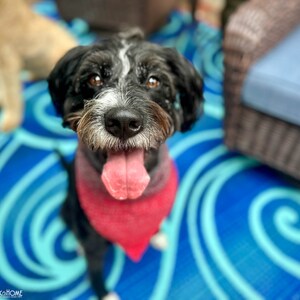 Pode incluir: Um c&atilde;o preto com uma mancha branca na testa e no focinho, usando uma bandana triangular vermelha lisa &agrave; volta do pesco&ccedil;o. O c&atilde;o tem olhos castanhos, nariz preto e a l&iacute;ngua de fora. O log&oacute;tipo Heart Hook Home est&aacute; no canto.