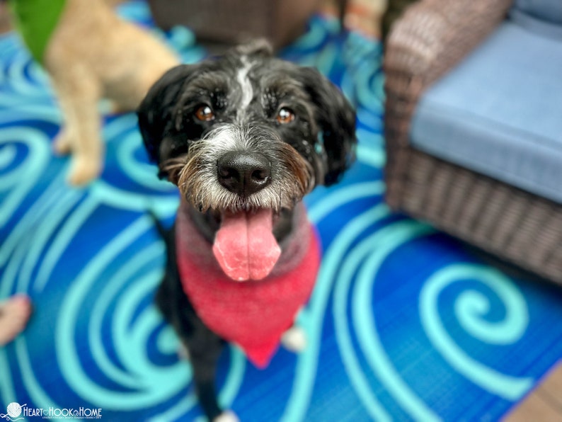 Pode incluir: Um c&atilde;o preto com uma mancha branca na testa e no focinho, usando uma bandana triangular vermelha lisa &agrave; volta do pesco&ccedil;o. O c&atilde;o tem olhos castanhos, nariz preto e a l&iacute;ngua de fora. O log&oacute;tipo Heart Hook Home est&aacute; no canto.