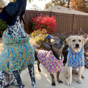 Puede incluir: Tres perros con su&eacute;teres coloridos tejidos a mano. Los perros son una mezcla de Pointer, una mezcla de Chihuahua y un Labrador Retriever. Los su&eacute;teres son en tonos de azul, verde, amarillo y rosa.