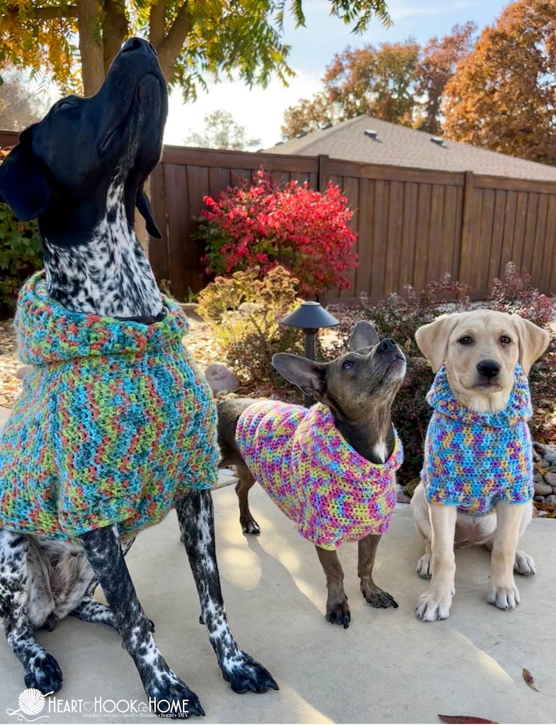Puede incluir: Tres perros con su&eacute;teres coloridos tejidos a mano. Los perros son una mezcla de Pointer, una mezcla de Chihuahua y un Labrador Retriever. Los su&eacute;teres son en tonos de azul, verde, amarillo y rosa.