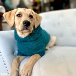 Puede incluir: Un Labrador Retriever de color claro con un su&eacute;ter de punto grueso de color verde azulado. El perro est&aacute; sentado en un sof&aacute; claro con botones. El su&eacute;ter tiene un cuello alto y enrollado. El perro mira directamente a la c&aacute;mara.