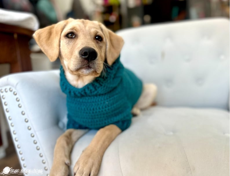 Puede incluir: Un Labrador Retriever de color claro con un su&eacute;ter de punto grueso de color verde azulado. El perro est&aacute; sentado en un sof&aacute; claro con botones. El su&eacute;ter tiene un cuello alto y enrollado. El perro mira directamente a la c&aacute;mara.