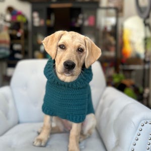 Puede incluir: Un cachorro de Labrador de color claro con un su&eacute;ter de ganchillo color turquesa con cuello alto. El perro est&aacute; sentado en un sill&oacute;n blanco. El fondo est&aacute; borroso, mostrando una habitaci&oacute;n con varios objetos.