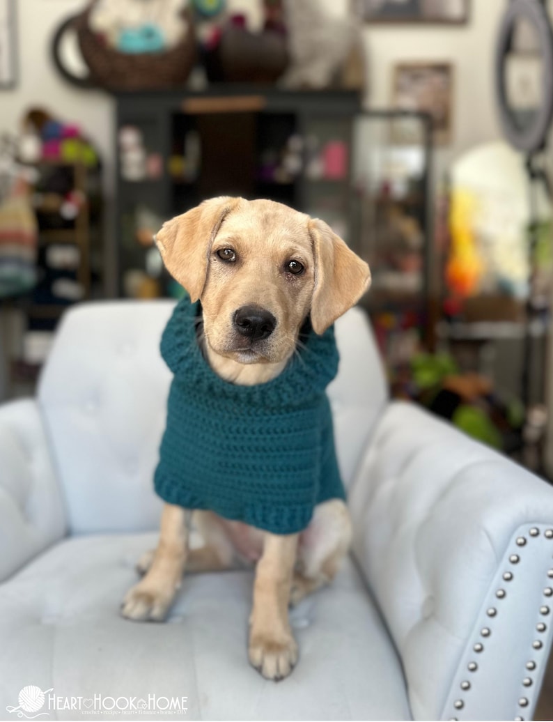 Puede incluir: Un cachorro de Labrador de color claro con un su&eacute;ter de ganchillo color turquesa con cuello alto. El perro est&aacute; sentado en un sill&oacute;n blanco. El fondo est&aacute; borroso, mostrando una habitaci&oacute;n con varios objetos.