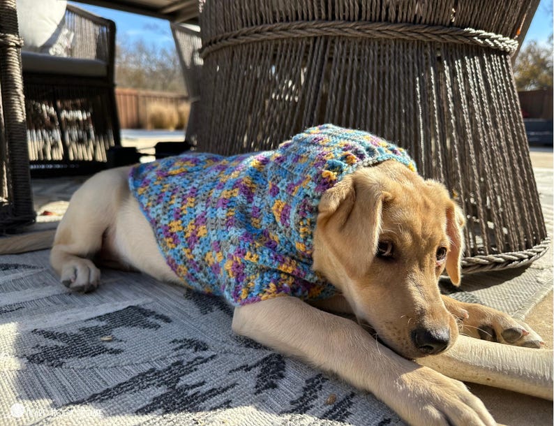 Puede incluir: Un perro de color claro lleva un su&eacute;ter tejido a mano con un patr&oacute;n multicolor de azul, morado, amarillo y naranja. El su&eacute;ter tiene una capucha. El perro est&aacute; tumbado sobre una alfombra estampada, al aire libre.