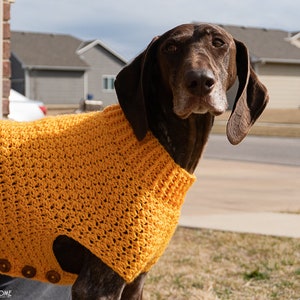 May include: A brown dog wearing a yellow crocheted sweater with buttons. The dog is looking directly at the camera.