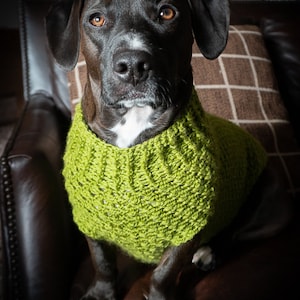 May include: A black dog wearing a green crocheted sweater. The dog is sitting on a brown leather couch.