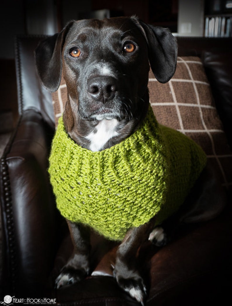 May include: A black dog wearing a green crocheted sweater. The dog is sitting on a brown leather couch.