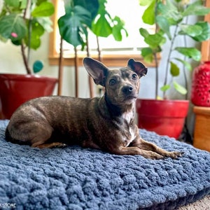 May include: A brown and black brindle dog with white markings is lying on a blue, textured dog bed. The dog is looking at the camera with its head tilted. The dog bed is on a light brown carpet. There are plants in pots in the background.