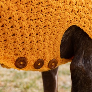 May include: A mustard yellow crocheted dog sweater with three brown buttons. The sweater is worn on a brown dog.