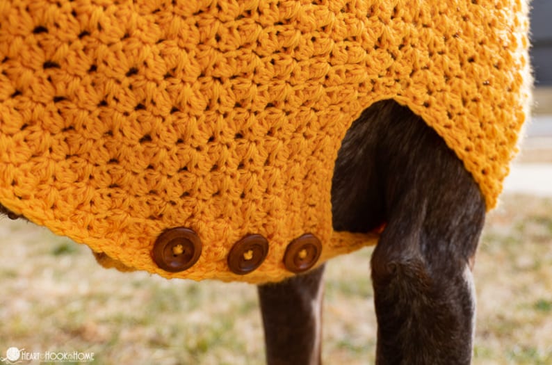 May include: A mustard yellow crocheted dog sweater with three brown buttons. The sweater is worn on a brown dog.