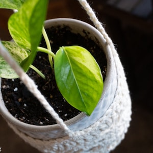 May include: A potted plant with variegated leaves hangs in a white crocheted macrame plant hanger.
