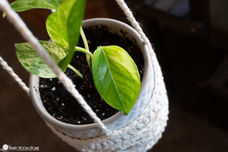 May include: A potted plant with variegated leaves hangs in a white crocheted macrame plant hanger.