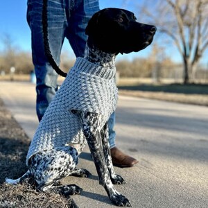 May include: A black and white dog wearing a gray knitted sweater. The dog is standing on a paved path with a person holding a leash.