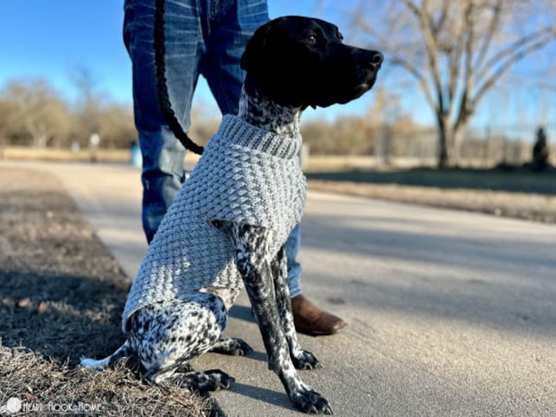 May include: A black and white dog wearing a gray knitted sweater. The dog is standing on a paved path with a person holding a leash.
