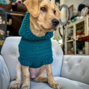 Puede incluir: Un Labrador Retriever canela con un su&eacute;ter de perro tejido en color turquesa con capucha, sentado en una silla tapizada blanca. El su&eacute;ter tiene un patr&oacute;n texturizado y un dobladillo con volantes. El perro mira hacia la derecha.