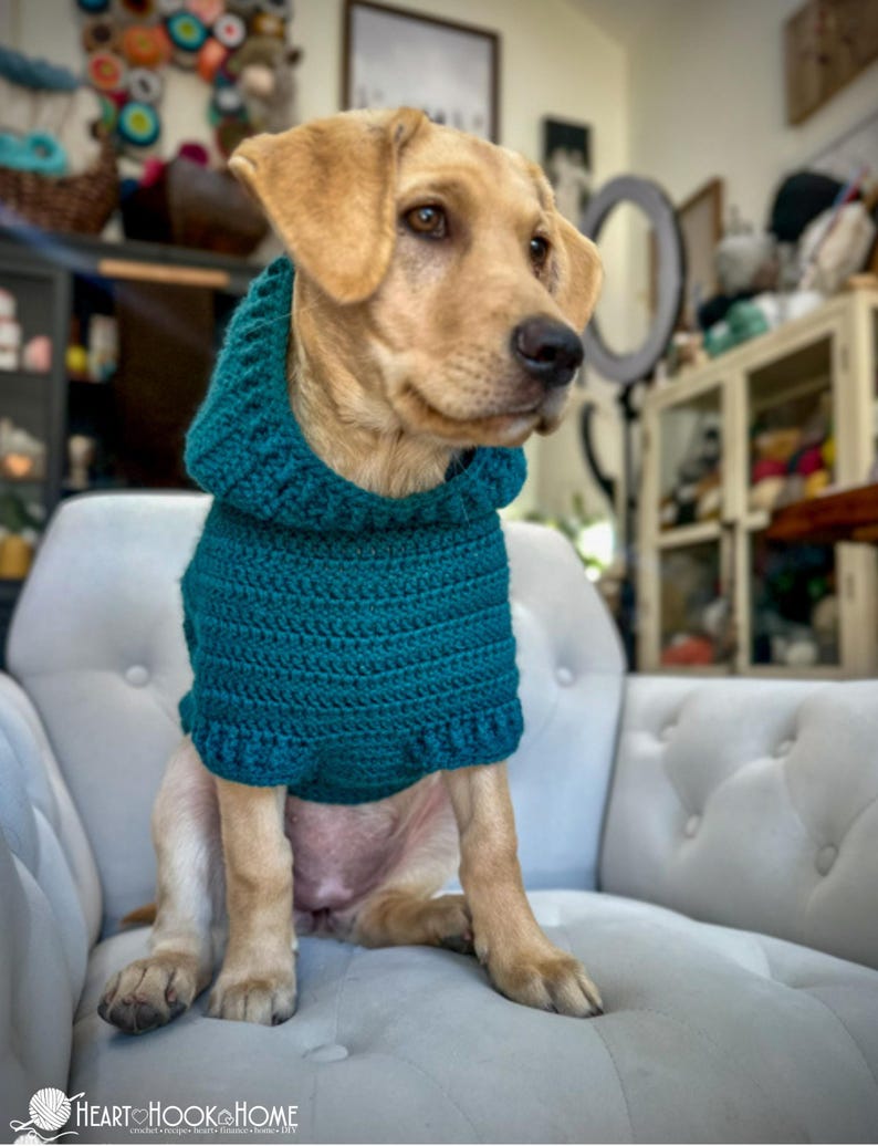 Puede incluir: Un Labrador Retriever canela con un su&eacute;ter de perro tejido en color turquesa con capucha, sentado en una silla tapizada blanca. El su&eacute;ter tiene un patr&oacute;n texturizado y un dobladillo con volantes. El perro mira hacia la derecha.