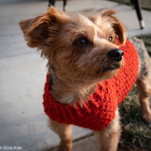 May include: A small, brown and white dog wearing a red crocheted sweater. The dog is looking up and to the right.