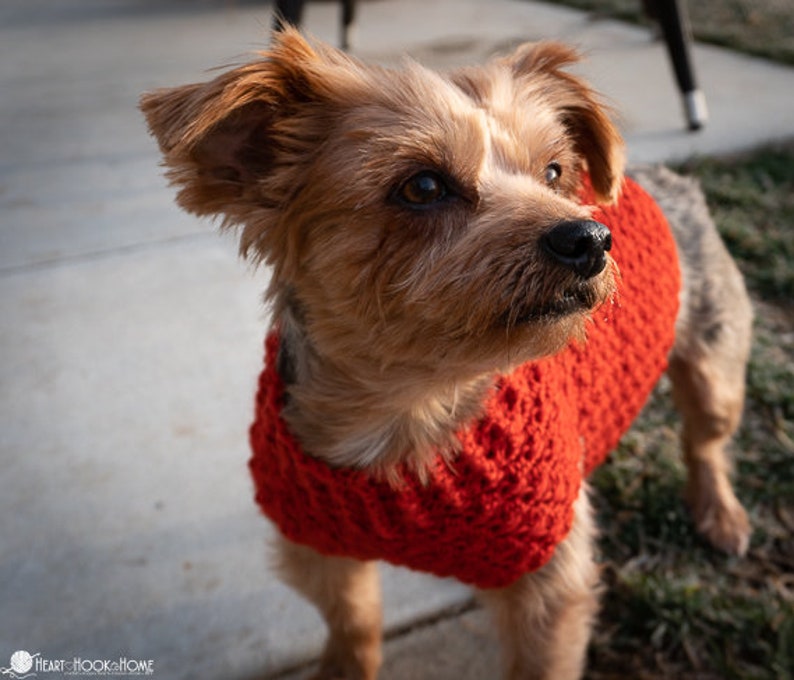 May include: A small, brown and white dog wearing a red crocheted sweater. The dog is looking up and to the right.