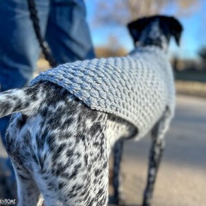 May include: A black and white dog wearing a light blue knitted sweater is being walked on a leash.