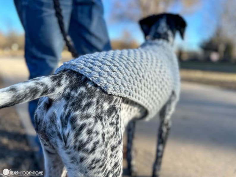 May include: A black and white dog wearing a light blue knitted sweater is being walked on a leash.
