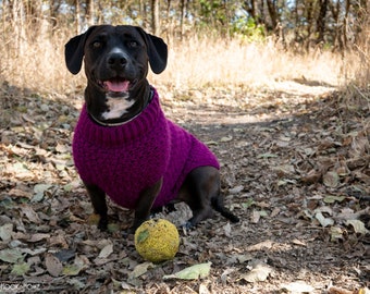 May include: A black and white dog wearing a purple sweater sits on a path covered in fallen leaves. The dog is looking at the camera and has its tongue sticking out. A yellow ball is in front of the dog.