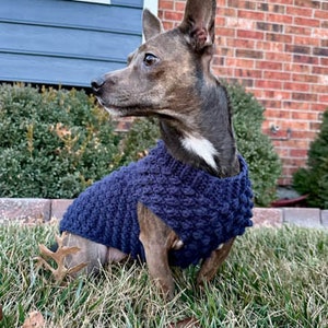 May include: A small brown and white dog wearing a blue knitted sweater with a textured pattern. The dog is sitting in a grassy area with brown leaves.