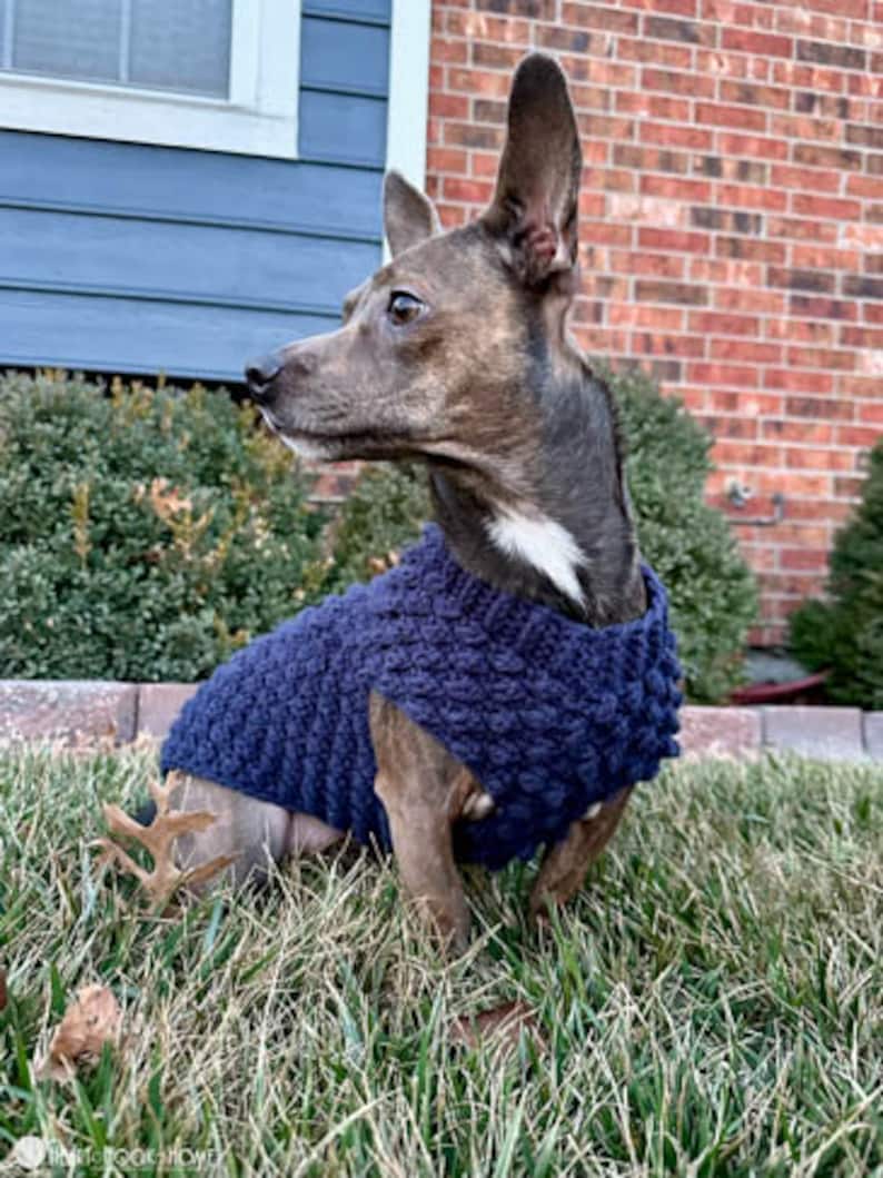 May include: A small brown and white dog wearing a blue knitted sweater with a textured pattern. The dog is sitting in a grassy area with brown leaves.