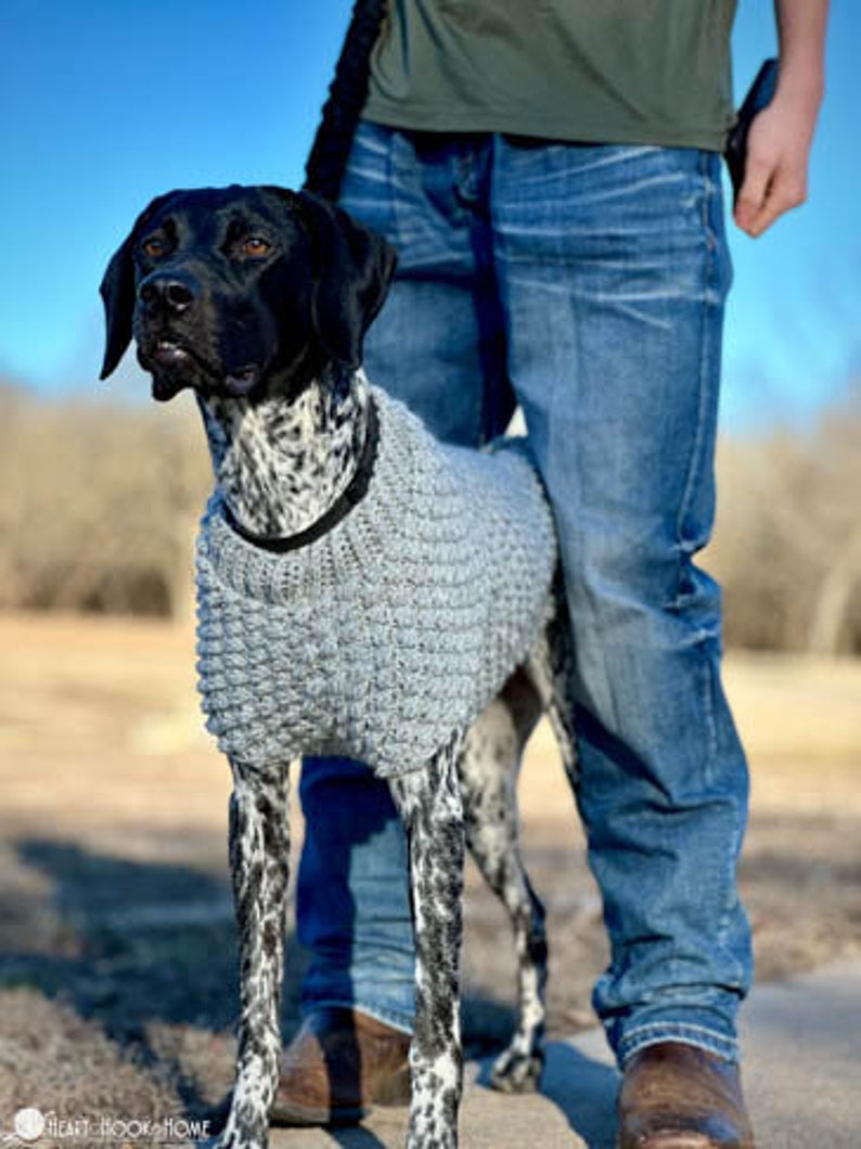 May include: A black and white dog wearing a gray knitted sweater. The dog is standing next to a person wearing blue jeans.