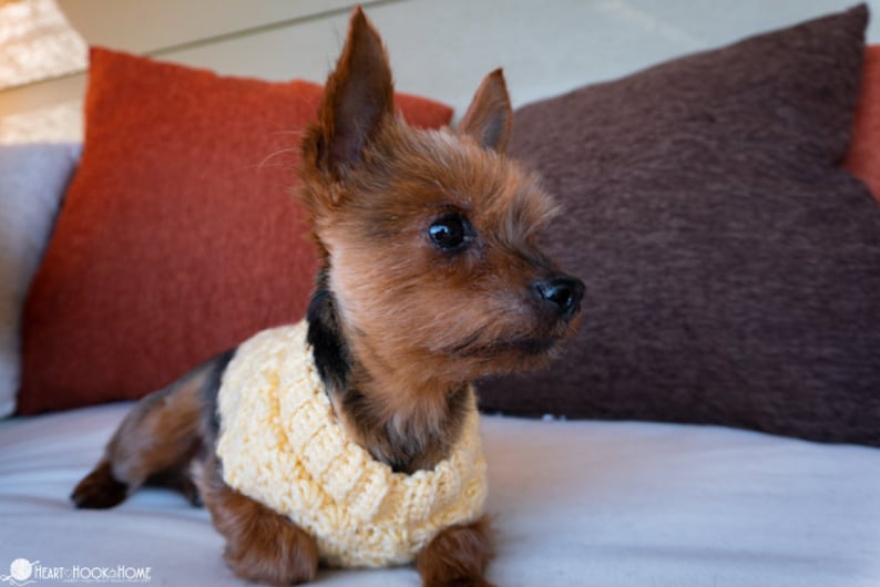 Stellar Dog Sweater image 3