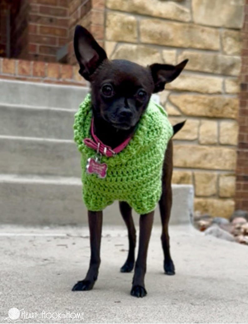 Puede incluir: Un perro peque&ntilde;o y negro con un su&eacute;ter verde brillante tejido y un collar rosa con una etiqueta. El perro est&aacute; de pie sobre una superficie de hormig&oacute;n frente a una pared de ladrillo y piedra. El su&eacute;ter cubre el pecho y las patas superiores del perro.