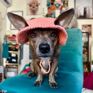May include: A dog wearing a pink crocheted hat with a chin strap sits on a teal chair. The dog has brown and tan fur and large ears. The background includes artwork and a mirror.