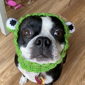 May include: A black and white Boston Terrier dog wearing a green crocheted frog hat and matching scarf. The dog is looking directly at the camera.