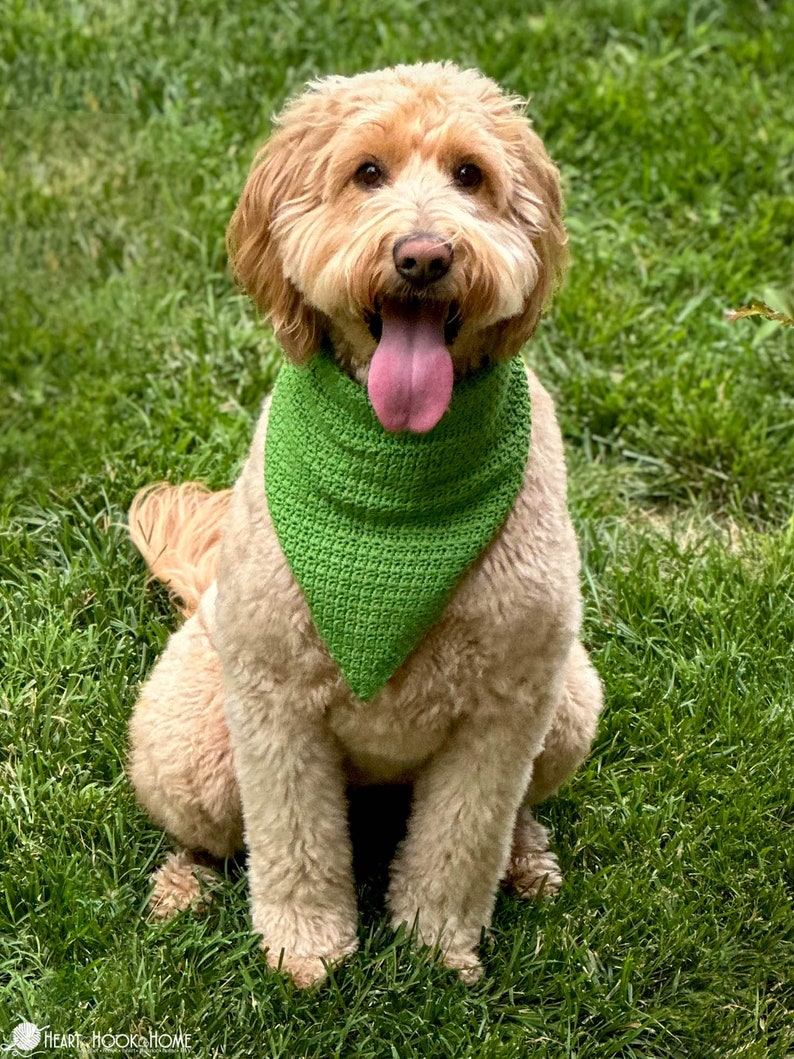 Pode incluir: Um c&atilde;o de cor castanho-dourada clara com pelo encaracolado usa uma bandana triangular de croch&eacute; verde brilhante &agrave; volta do pesco&ccedil;o. A bandana apresenta um padr&atilde;o de pontos texturado e pende at&eacute; ao peito. O texto Heart Hook Home &eacute; vis&iacute;vel na parte inferior.