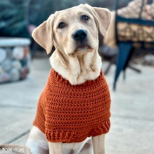 May include: A golden Labrador Retriever wearing a rust-colored, hand-crocheted dog sweater. The sweater has a ribbed collar and hem. The dog is sitting outside on a concrete surface.