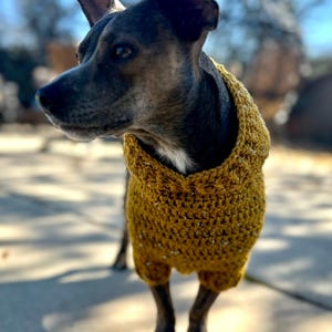 Puede incluir: Un perro con un su&eacute;ter de crochet amarillo mostaza. El perro tiene pelaje oscuro y est&aacute; de pie sobre una superficie de hormig&oacute;n. El su&eacute;ter est&aacute; hecho a mano con una puntada texturizada y cubre el torso y las patas delanteras del perro.