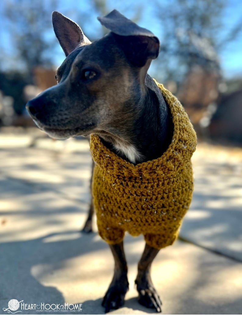 Puede incluir: Un perro con un su&eacute;ter de crochet amarillo mostaza. El perro tiene pelaje oscuro y est&aacute; de pie sobre una superficie de hormig&oacute;n. El su&eacute;ter est&aacute; hecho a mano con una puntada texturizada y cubre el torso y las patas delanteras del perro.