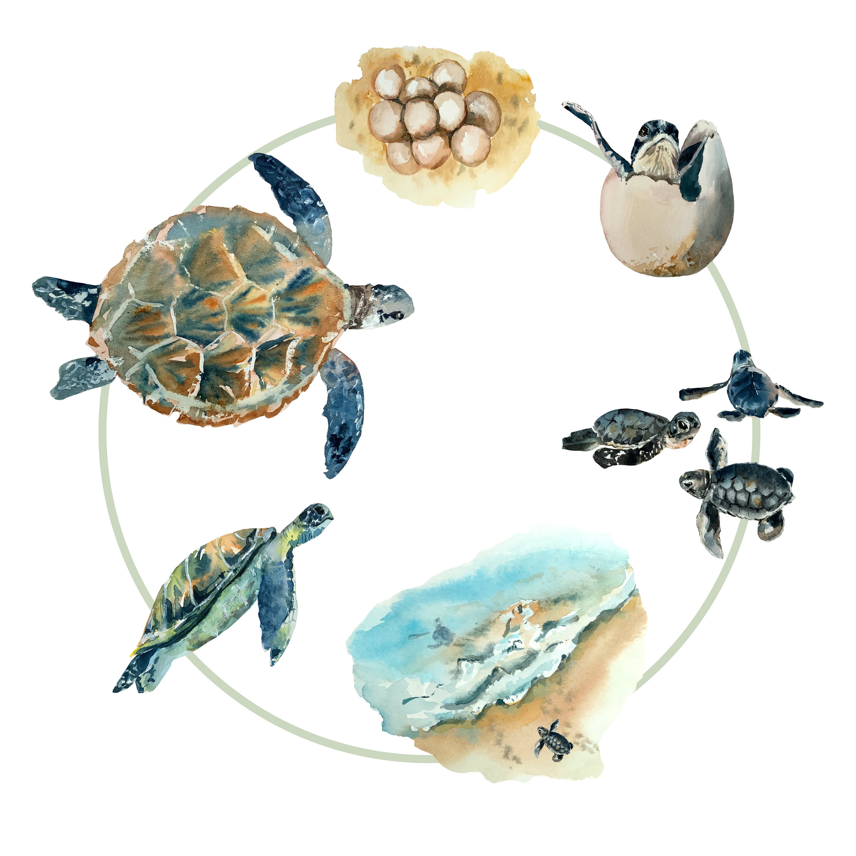 Painted Turtle Life Cycle At Indiana Brownless Blog