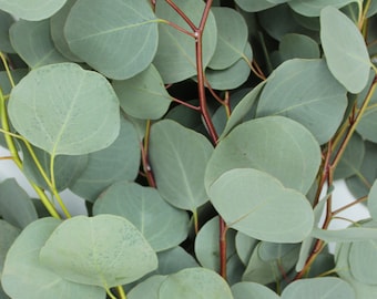 Fresh living Eucalyptus Silver Dollar Bunch Wedding Table Arrangement Aisle Invitation Home Decor