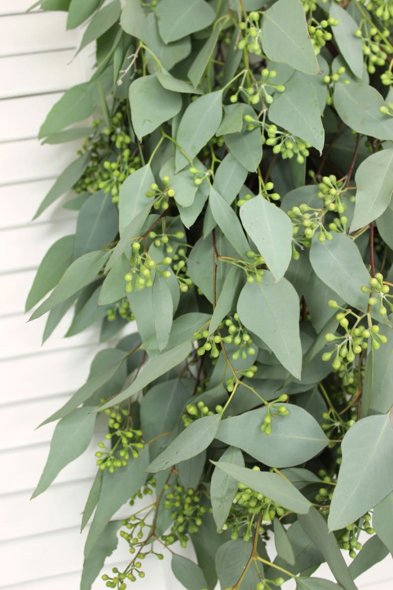 Seeded Eucalyptus 5-7 stems per bunch immagine 4