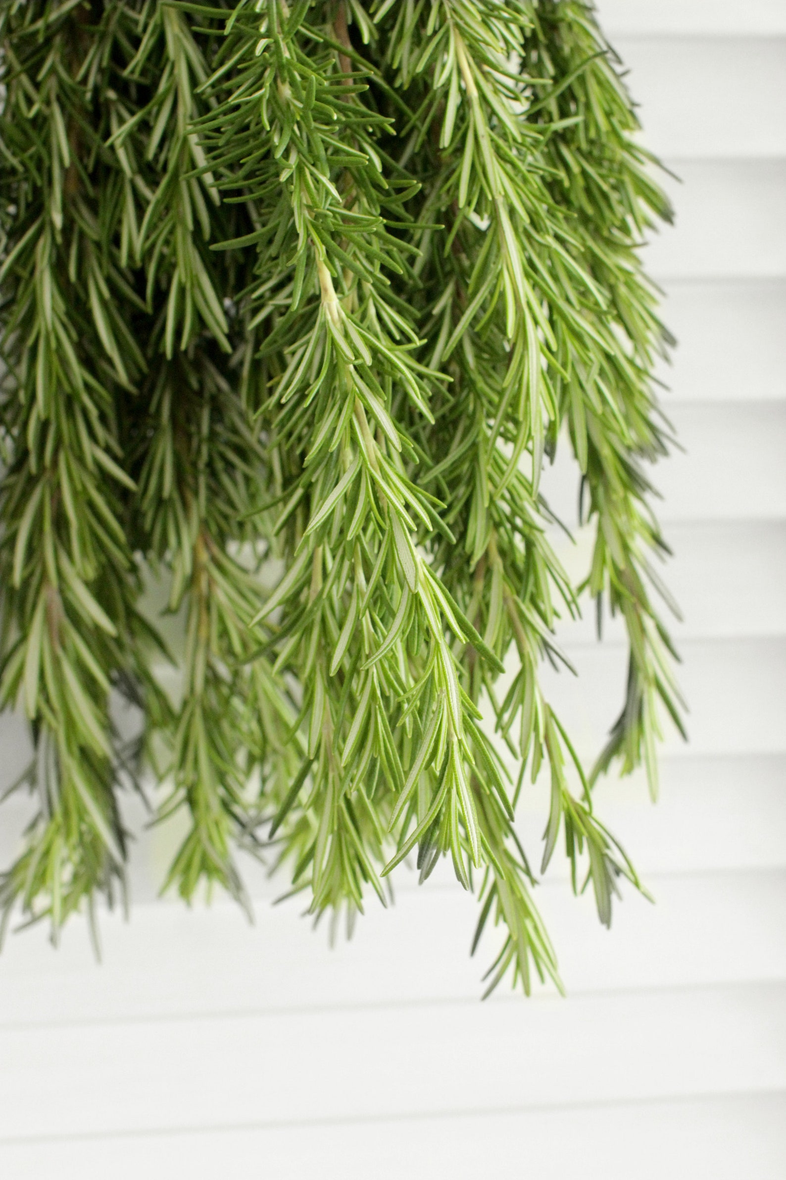 Fresh Cut Rosemary Herbs 810 Stems Etsy
