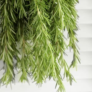 Fresh Cut Rosemary Herbs 8-10 stems