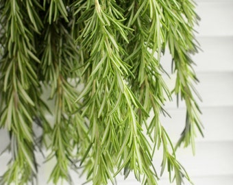 Fresh Cut Rosemary Herbs 8-10 stems