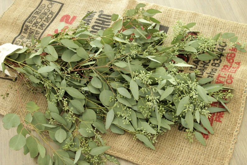 Seeded Eucalyptus 5-7 stems per bunch image 6