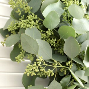 May include: A bunch of eucalyptus sprigs with green leaves and small green buds.
