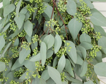 Seeded Eucalyptus 5-7 stems per bunch