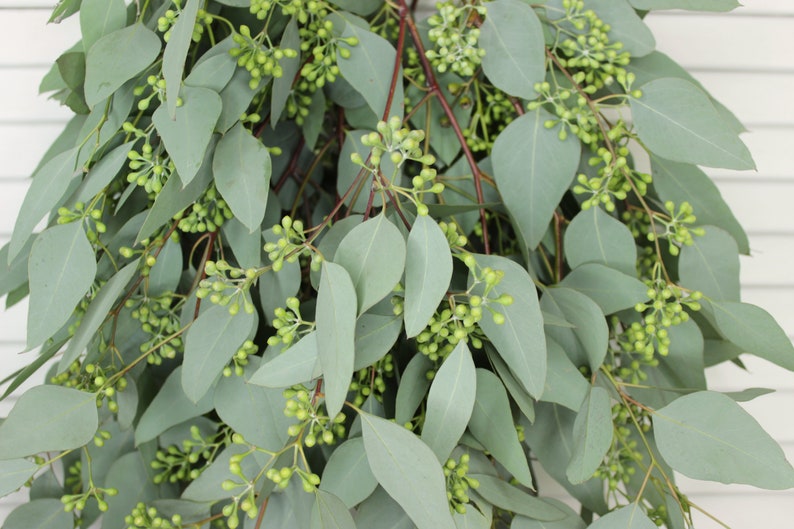 Seeded Eucalyptus 5-7 stems per bunch image 1