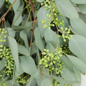 Eucalyptus Artificiel Rouille 130cm