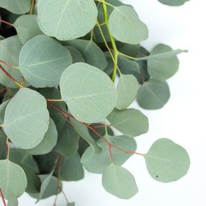 Fresh Living Eucalyptus Silver Dollar Bunch Wedding Table Arrangement ...