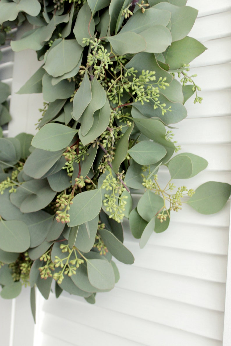 May include: A close-up of a eucalyptus wreath with green leaves and small green buds. The wreath is hanging on a white wooden surface.